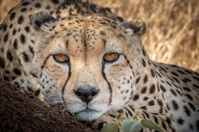 Леопарды - красивые картинки (100 фото) #97