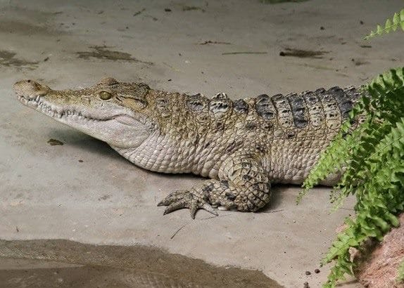 Крокодилы - красивые картинки (100 фото) #99