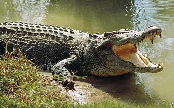Крокодилы - красивые картинки (100 фото) #96