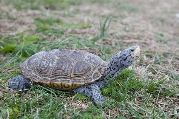 Черепахи - красивые картинки (100 фото) #97