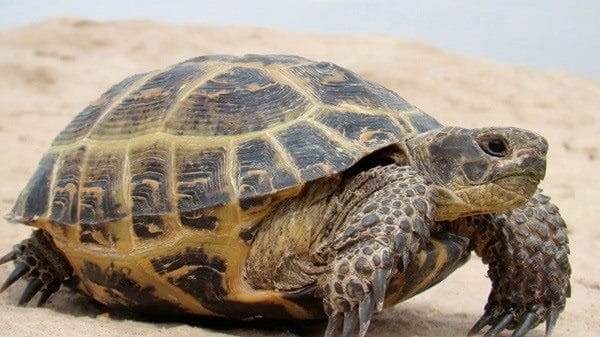 Черепахи - красивые картинки (100 фото) #95