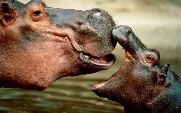 Бегемоты - красивые картинки (100 фото) #99