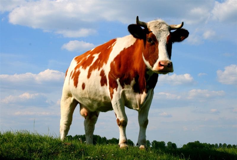 Коровы - красивые картинки (100 фото) #47
