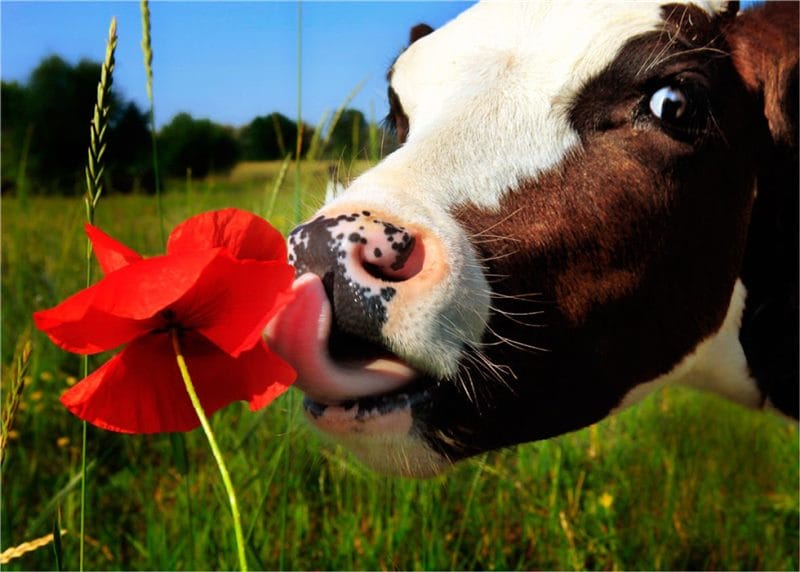 Коровы - красивые картинки (100 фото) #52