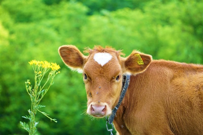 Коровы - красивые картинки (100 фото) #53
