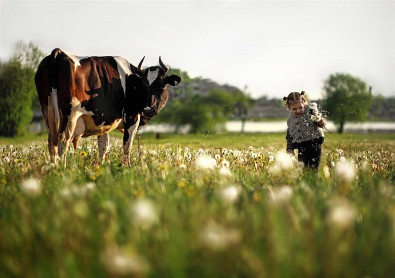 Коровы - красивые картинки (100 фото) #48