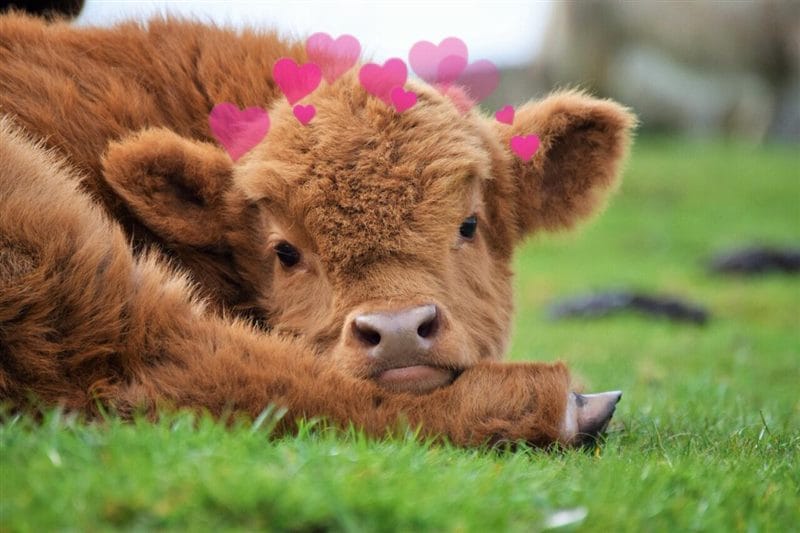 Коровы - красивые картинки (100 фото) #69