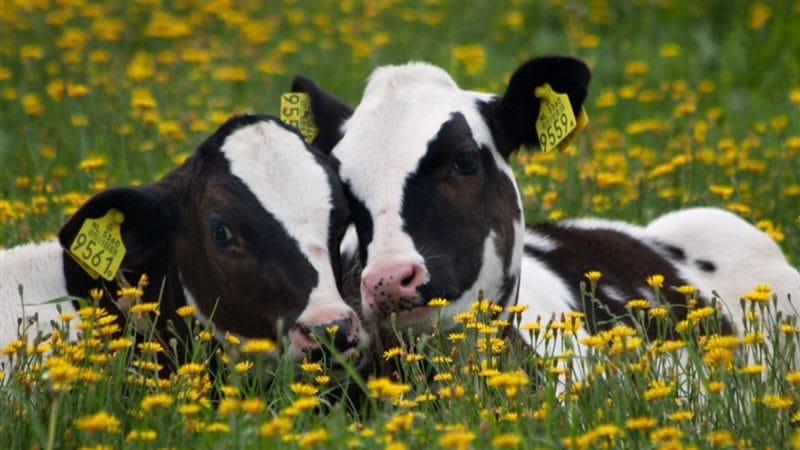 Коровы - красивые картинки (100 фото) #50