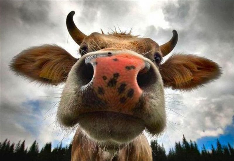 Коровы - красивые картинки (100 фото) #41