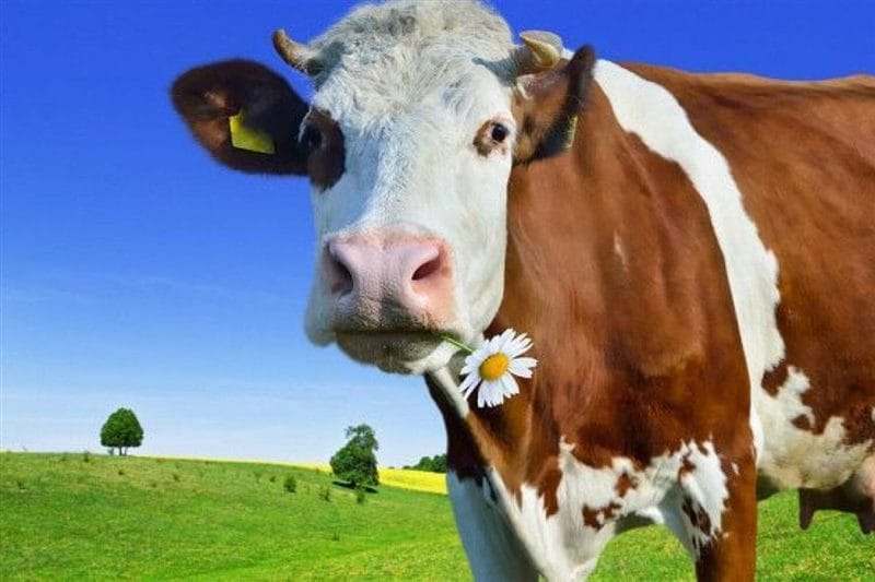 Коровы - красивые картинки (100 фото) #45
