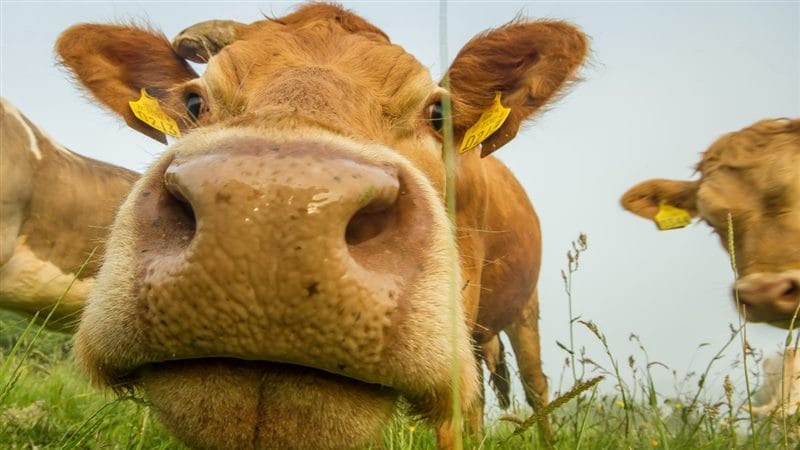 Коровы - красивые картинки (100 фото) #51