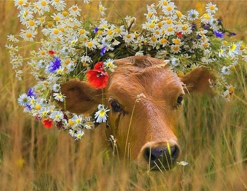Коровы - красивые картинки (100 фото) #94