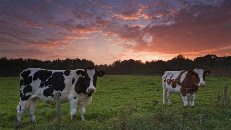 Коровы - красивые картинки (100 фото) #60