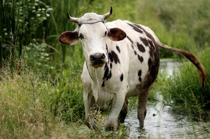 Коровы - красивые картинки (100 фото) #97