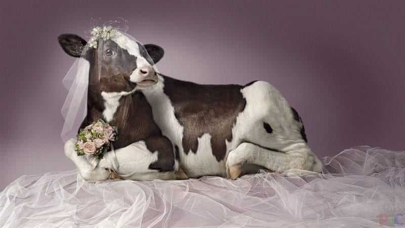 Коровы - красивые картинки (100 фото) #61