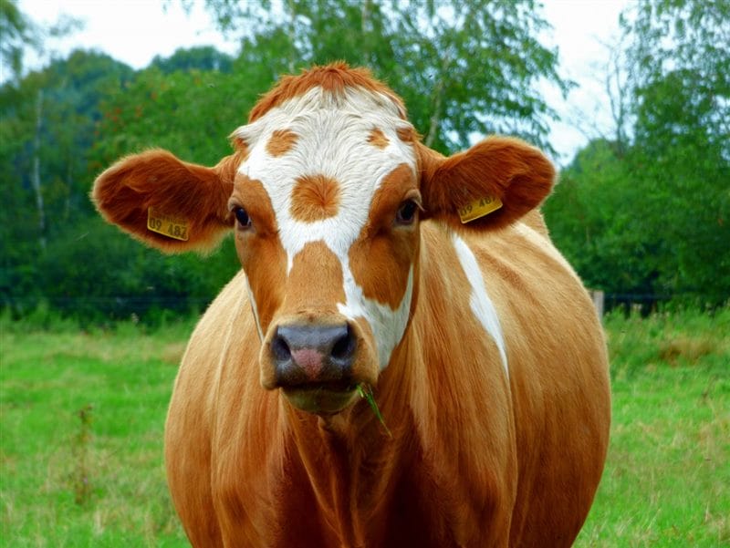 Коровы - красивые картинки (100 фото) #84
