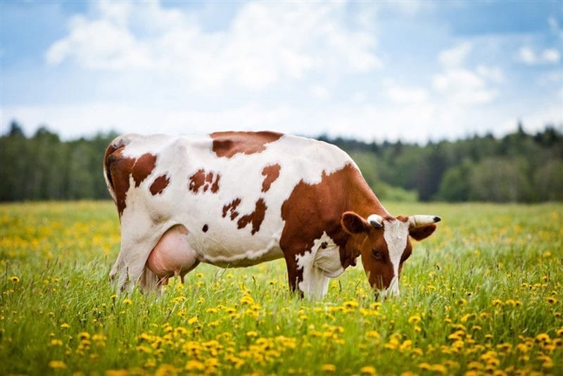 Коровы - красивые картинки (100 фото) #56