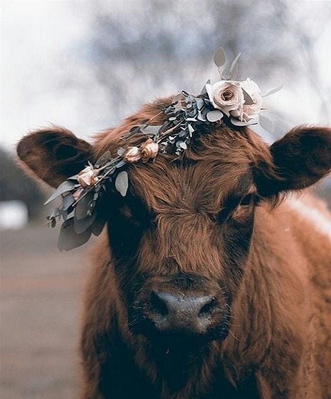 Коровы - красивые картинки (100 фото) #55