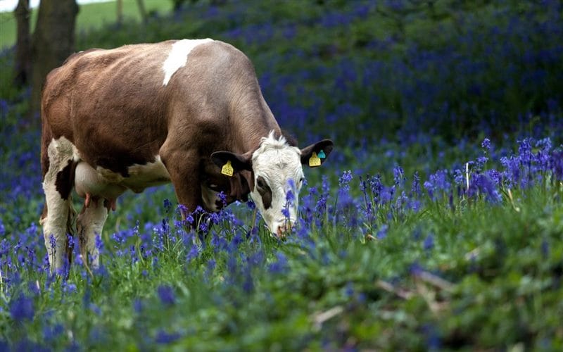 Коровы - красивые картинки (100 фото) #66