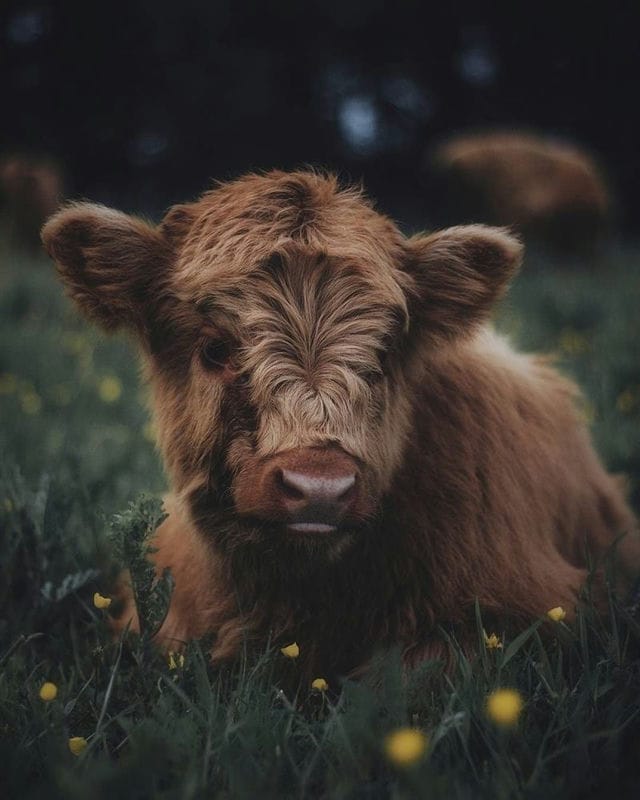 Коровы - красивые картинки (100 фото) #59