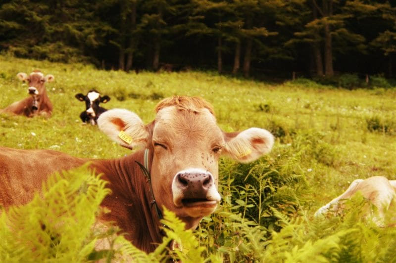 Коровы - красивые картинки (100 фото) #71