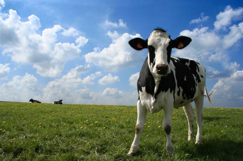 Коровы - красивые картинки (100 фото) #81