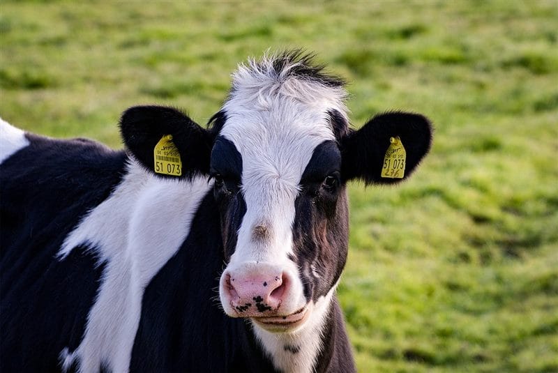 Коровы - красивые картинки (100 фото) #77