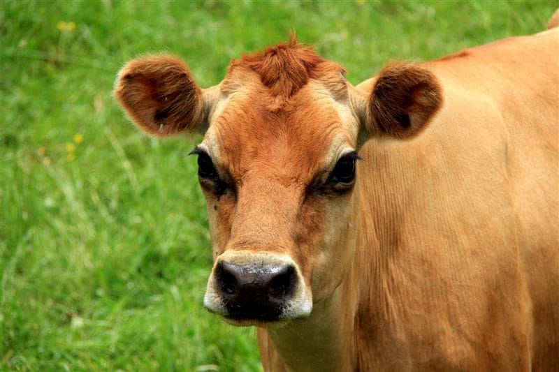 Коровы - красивые картинки (100 фото) #65