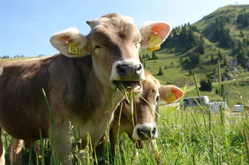Коровы - красивые картинки (100 фото) #83