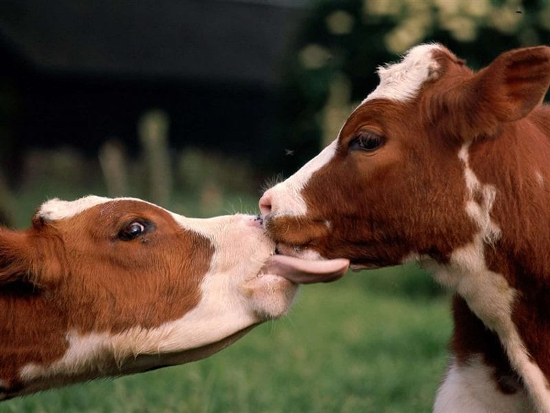 Коровы - красивые картинки (100 фото) #49