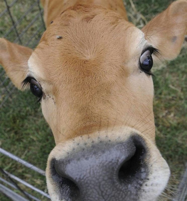 Коровы - красивые картинки (100 фото) #70