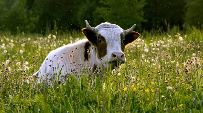Коровы - красивые картинки (100 фото) #89