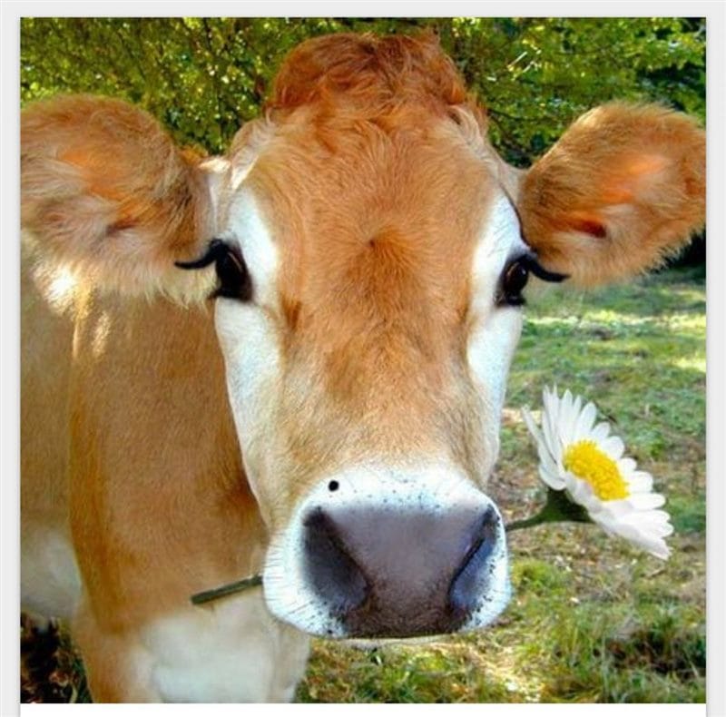 Коровы - красивые картинки (100 фото) #93