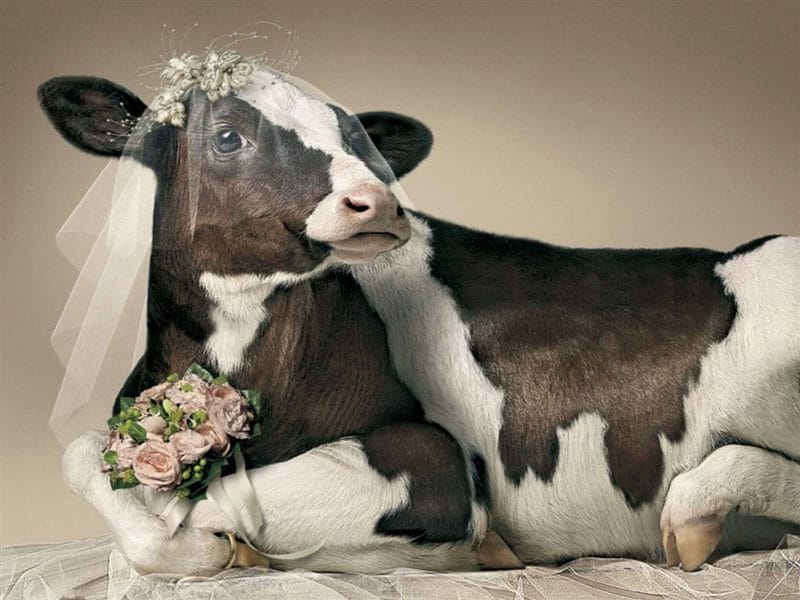 Коровы - красивые картинки (100 фото) #85