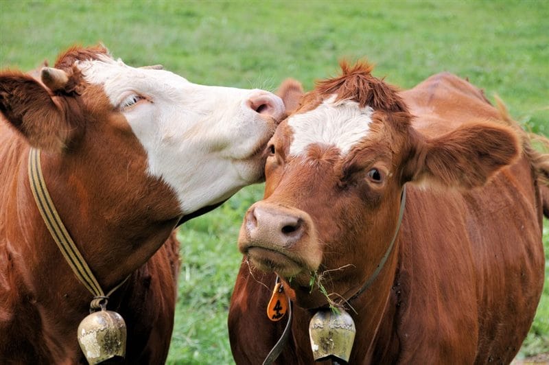 Коровы - красивые картинки (100 фото) #82