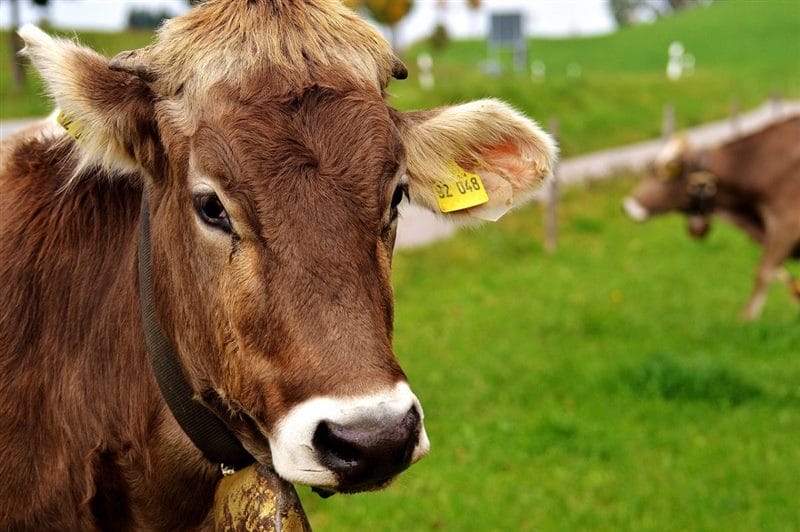 Коровы - красивые картинки (100 фото) #88