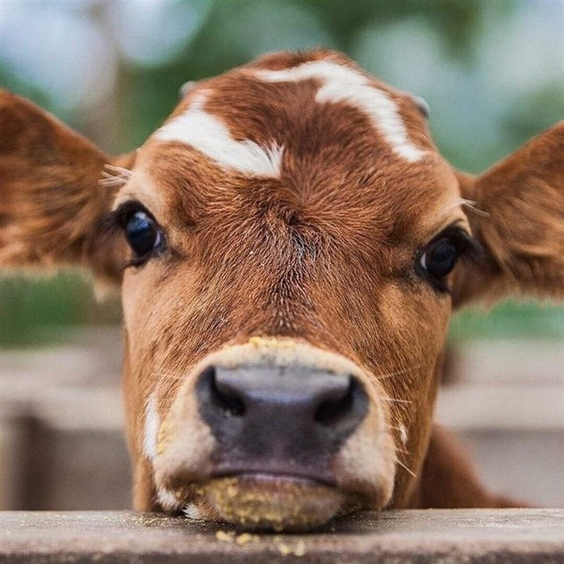 Коровы - красивые картинки (100 фото) #79