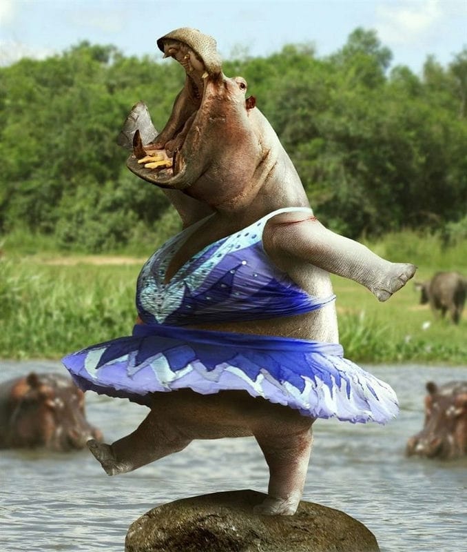 Бегемоты - красивые картинки (100 фото) #53