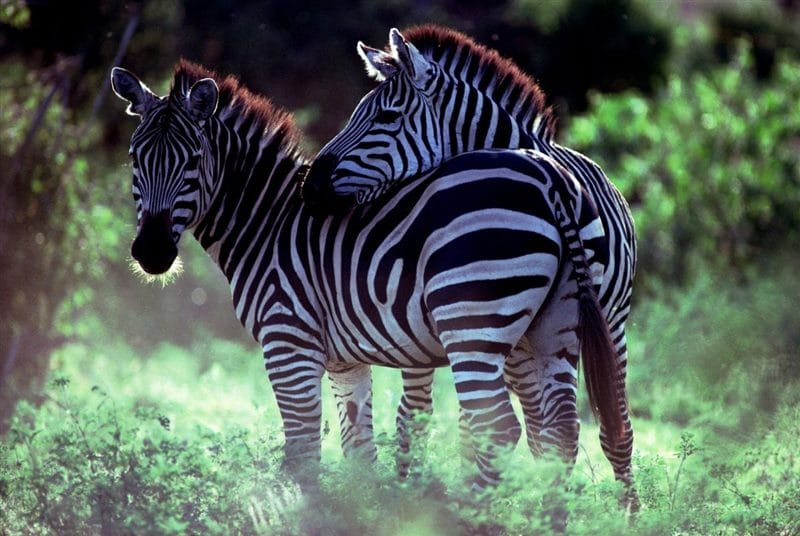 Зебры - красивые картинки (100 фото) #59