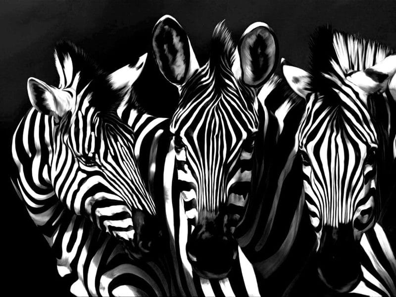 Зебры - красивые картинки (100 фото) #60