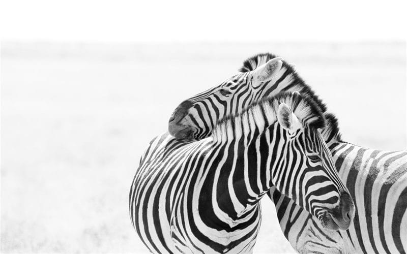 Зебры - красивые картинки (100 фото) #75
