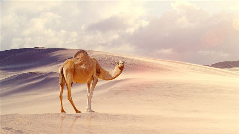 Верблюды - красивые картинки (100 фото) #91