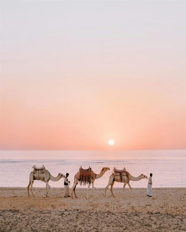 Верблюды - красивые картинки (100 фото) #75