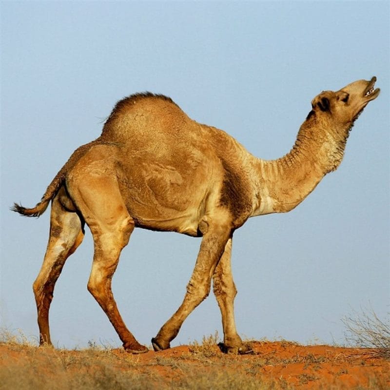 Верблюды - красивые картинки (100 фото) #70