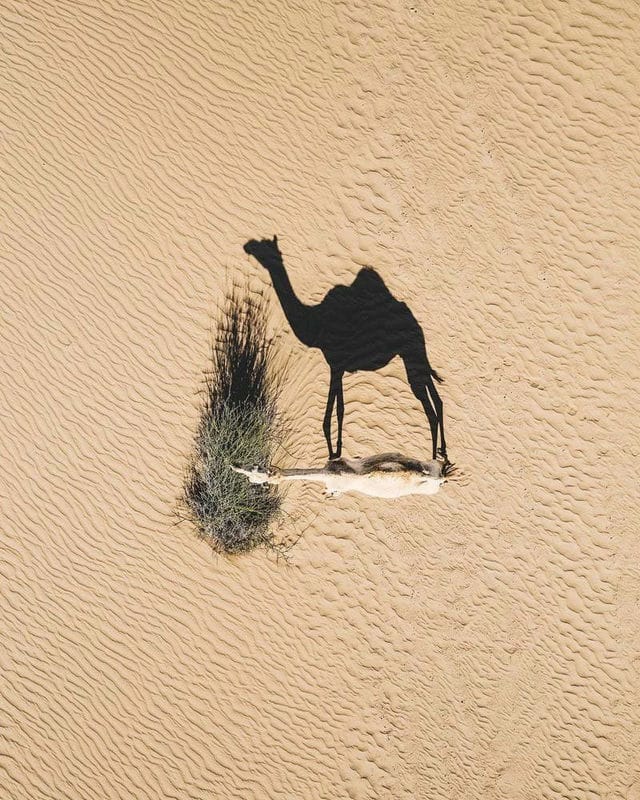 Верблюды - красивые картинки (100 фото) #58