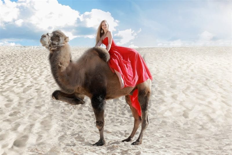 Верблюды - красивые картинки (100 фото) #76
