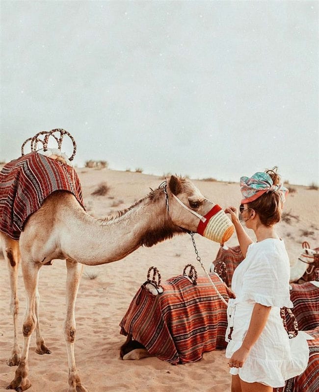 Верблюды - красивые картинки (100 фото) #49