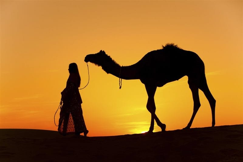 Верблюды - красивые картинки (100 фото) #94