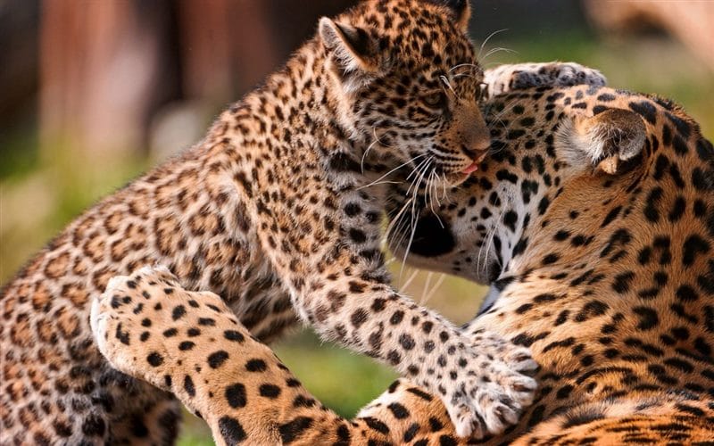 Леопарды - красивые картинки (100 фото) #59