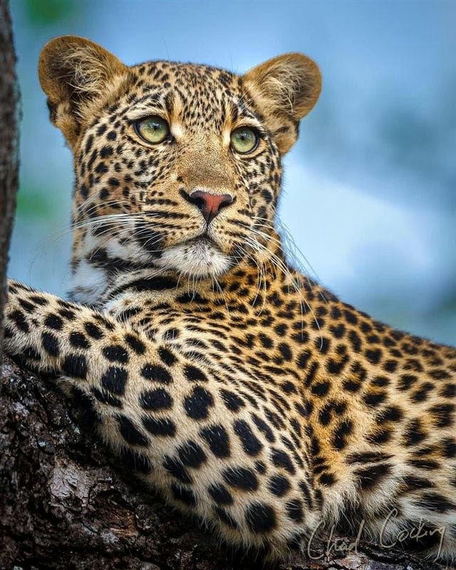 Леопарды - красивые картинки (100 фото) #45